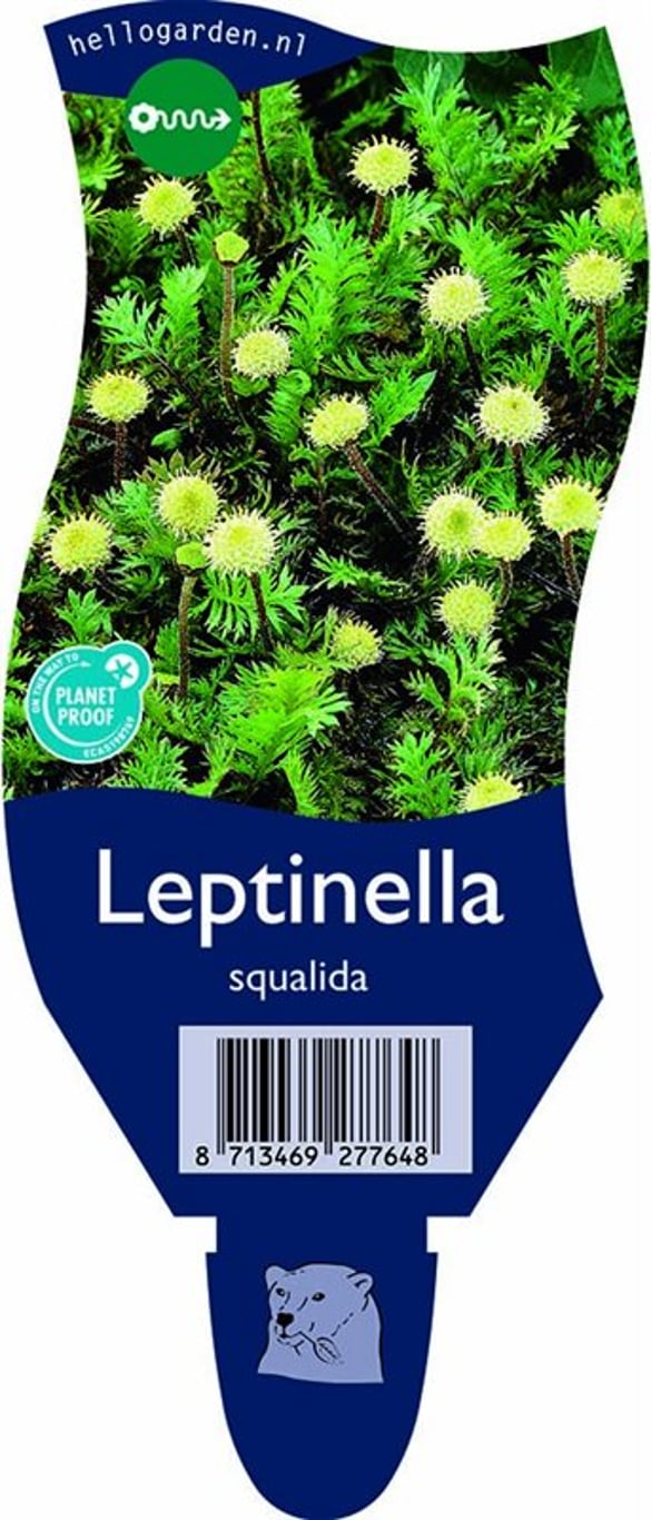 Leptinella squalida - P11